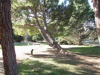 Árbol del Jardín Botánico