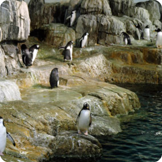 El zoológico de Central Park