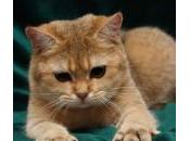 Cuándo cómo cortar uñas gato