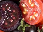 Transgénicos nuevos: Tomates púrpura caña azúcar tolerante sequía.