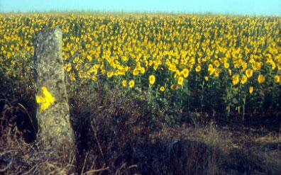 #80 hacer un macuto.