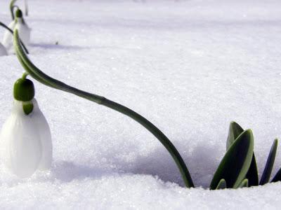 Plantas de exterior para el frío invierno