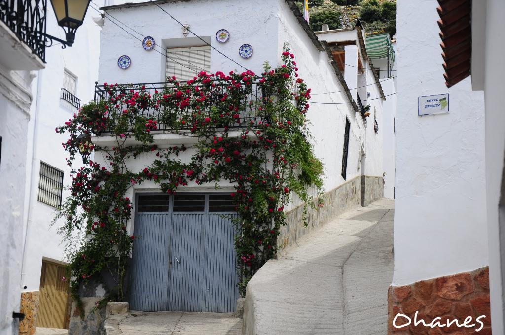  photo rosal_zpsc5ee1877.jpg