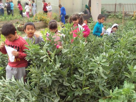 RECOGEMOS HABAS. LA PRIMERA COSECHA. RECOGEMOS HABAS. LA PRIMERA COSECHA.