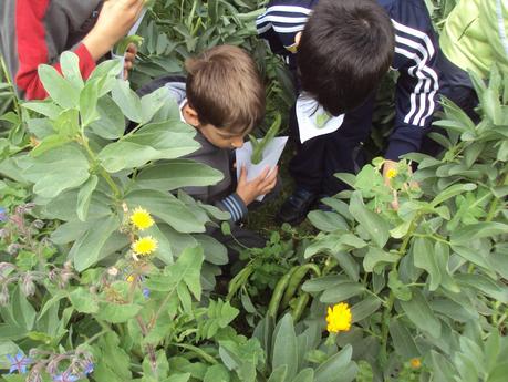 RECOGEMOS HABAS. LA PRIMERA COSECHA. RECOGEMOS HABAS. LA PRIMERA COSECHA.