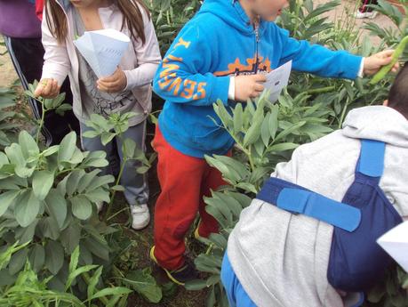 RECOGEMOS HABAS. LA PRIMERA COSECHA. RECOGEMOS HABAS. LA PRIMERA COSECHA.