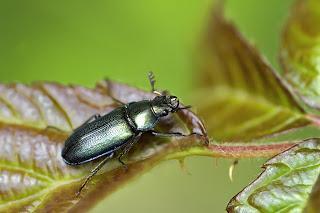 Para ampliar Platycerus spinifer (Schaufuss, 1862) hacer clic