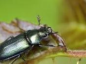 Platycerus spinifer (Schaufuss, 1862)