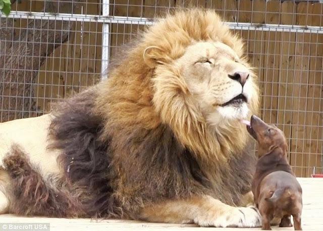 La increible amistad entre un leon y un perro