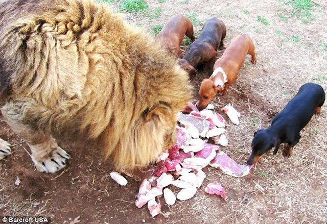 La increíble amistad entre un perro salchicha y un león. 7 fotos.