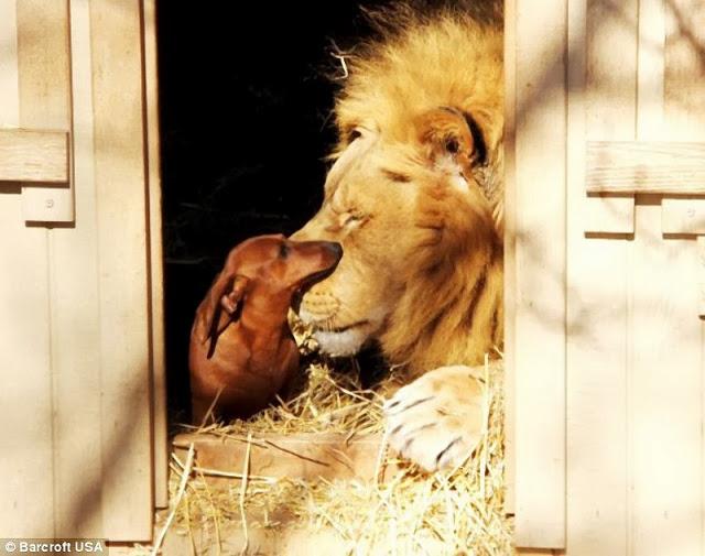 La increible amistad entre un leon y un perro