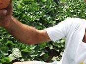 Bancos quieren saber sector agrícola…