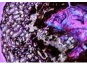 Descubierto Lecho Óseo Huesos Embriones Dinosaurio China