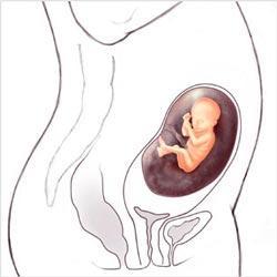 semana 17 embarazo 17 SEMANAS DE EMBARAZO.