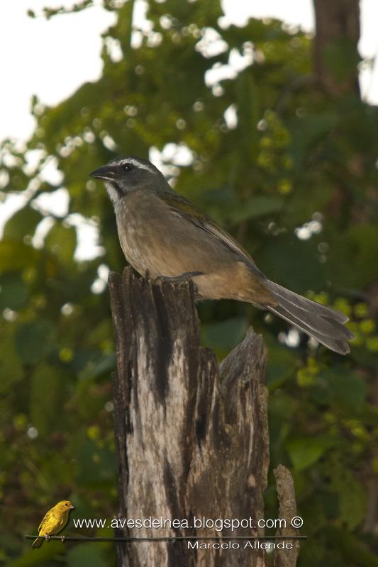 Pepitero verdoso (Green-winged Saltator)