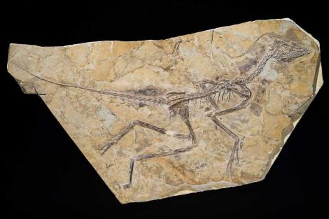 Un pequeño dinosaurio con plumas para esclarecer el origen de las aves