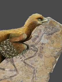 Un pequeño dinosaurio con plumas para esclarecer el origen de las aves