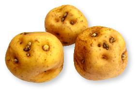 Google lo Celebra con un Doodle, al Día Nacional del Papa.