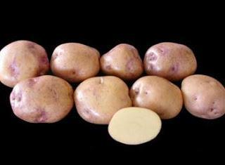 Google lo Celebra con un Doodle, al Día Nacional del Papa.