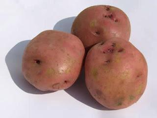 Google lo Celebra con un Doodle, al Día Nacional del Papa.