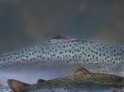 Salmón Genéticamente Modificado Podría Acabar Plato