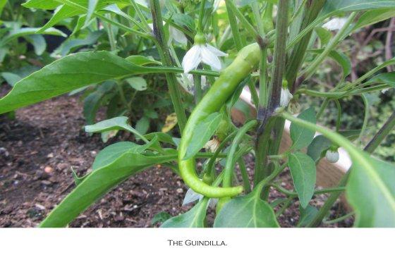 guindilla