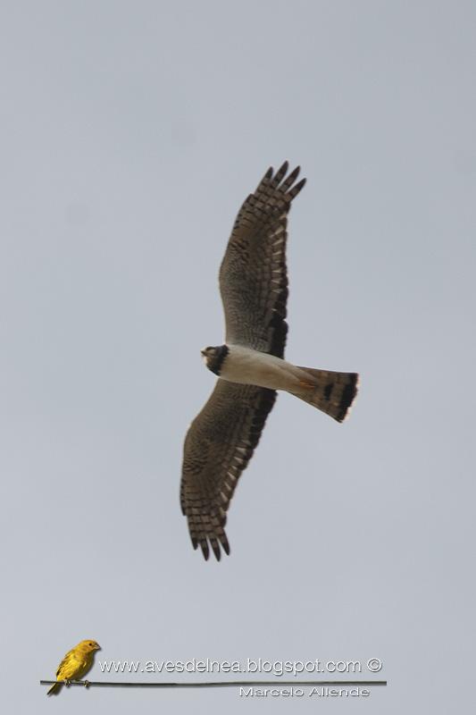 Gavilán planeador (Long-winged Harrier) Gavilán planeador (Long-winged Harrier)