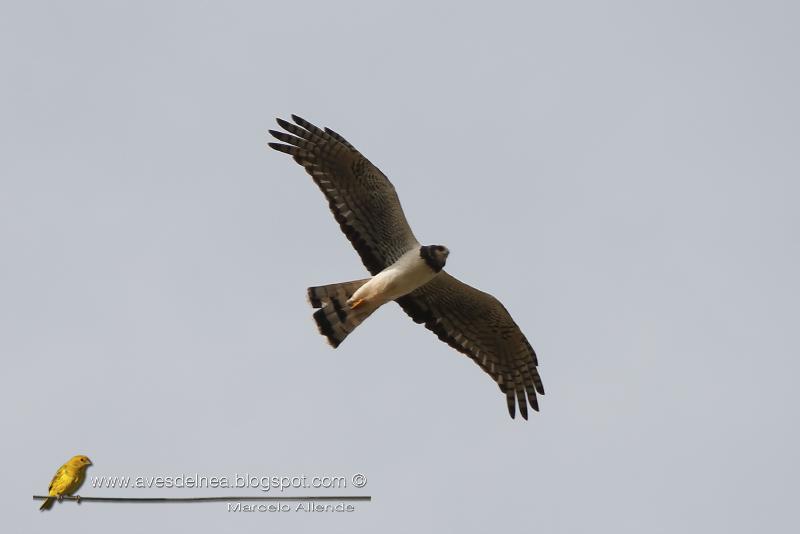 Gavilán planeador (Long-winged Harrier) Gavilán planeador (Long-winged Harrier)