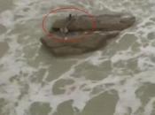 Graban sirena costa israel. vídeo