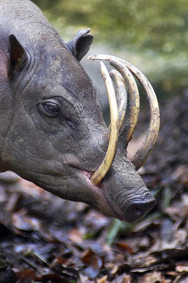 Babirusa animales raros