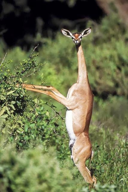 Gacela jirafa animales extraños