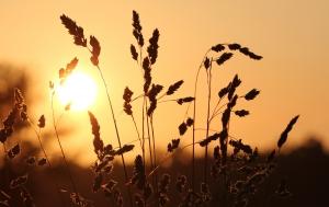 BIOGUT, la marca de alimentacion ecologica básica de Dispronat