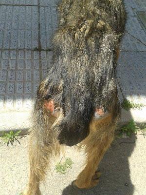 LUCHO....EL DOLOR DE LA CALLE.