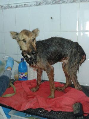 LUCHO....EL DOLOR DE LA CALLE.