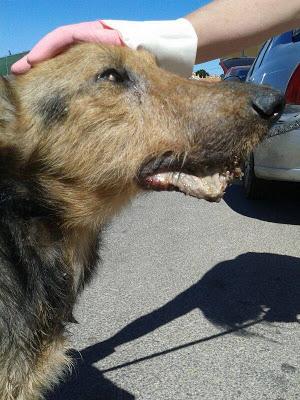 LUCHO....EL DOLOR DE LA CALLE.