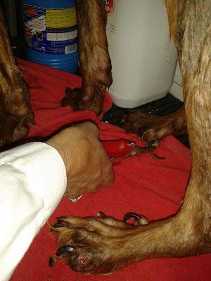 LUCHO....EL DOLOR DE LA CALLE.