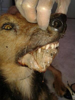 LUCHO....EL DOLOR DE LA CALLE.