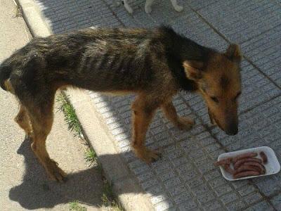 LUCHO....EL DOLOR DE LA CALLE.