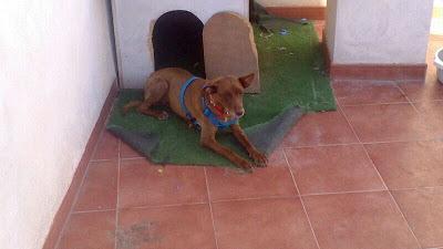 SINGLA, una vida demasiado caso triste.