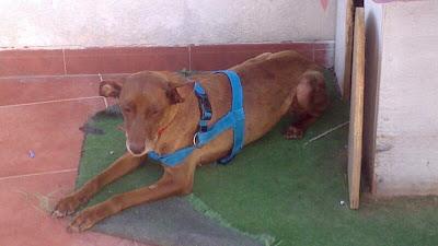 SINGLA, una vida demasiado caso triste.