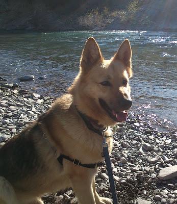 NOA, PASTORA. LA PERFECCIÓN EXISTE. EN ADOPCIÓN‏.