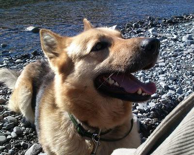 NOA, PASTORA. LA PERFECCIÓN EXISTE. EN ADOPCIÓN‏.