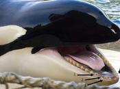 Hasta ballenas picadas mosquitos