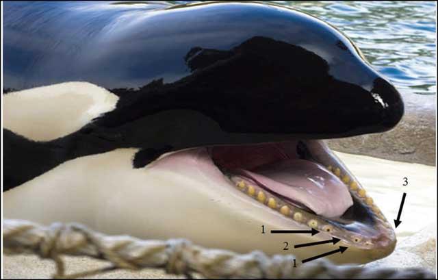 lesiones en los dientes de orca por enfermedad transmitida por mosquitos
