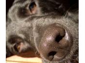 Secreción nasal perros. Causas comunes tratamiento.