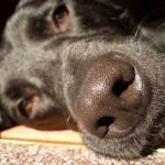 secreción nasal en los perros