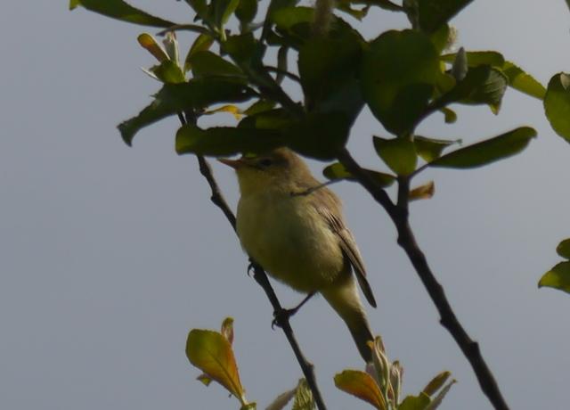 El canto del zarcero común