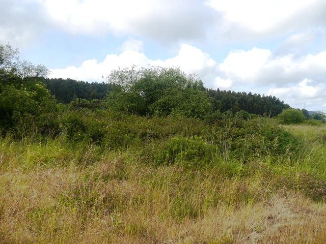 El canto del zarcero común