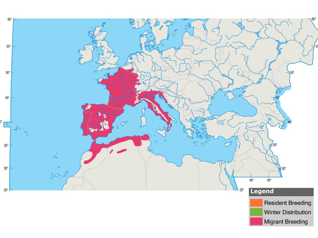 El canto del zarcero común