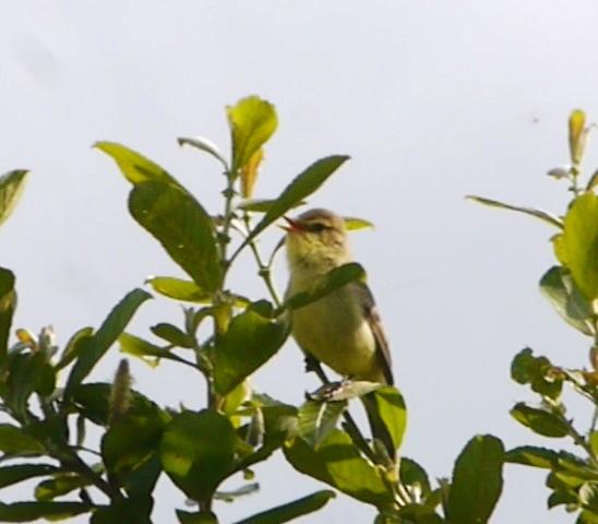 El canto del zarcero común